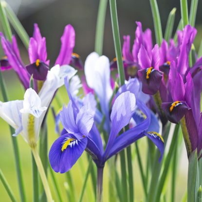 Dwarf iris reticulata flowers in blue, magenta, and white