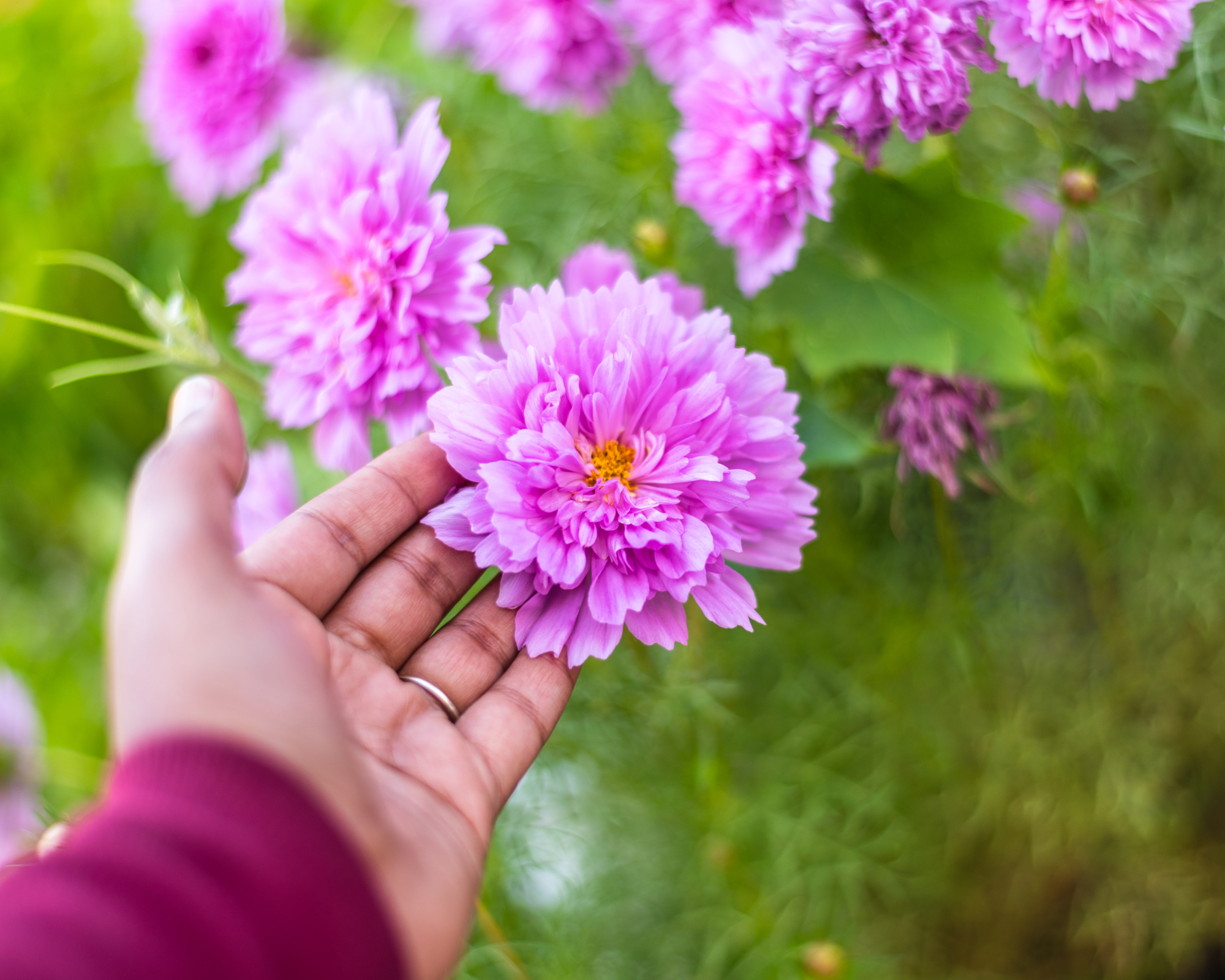 Hand gently holding a pink Cosmos flower in full bloom