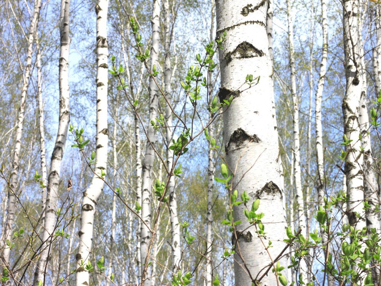 Forest Of Paper Birch Trees