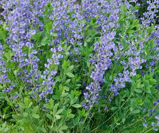 blue false indigo flowering in border