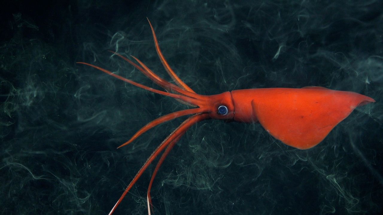 An orange squid in the deep sea