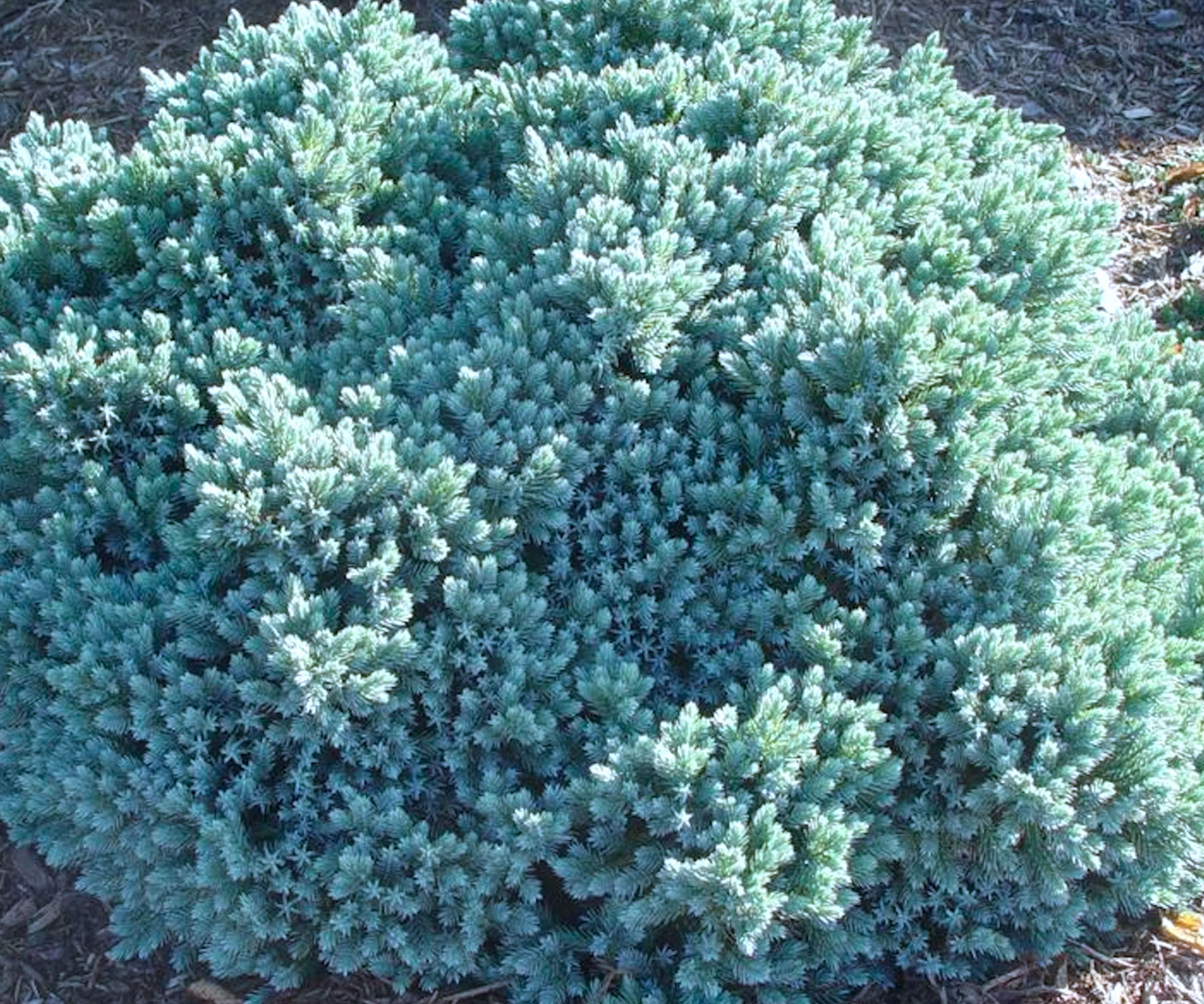 blue star juniper from Green Promise Farms