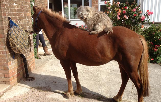 Samantha Bennett&rsquo;s pony and dog seem pretty happy in each other&rsquo;s company&hellip;