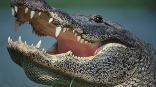 Close-up of alligator, Florida, USA