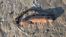 A mysterious sea creature washed ashore in Texas City, Texas, after Hurricane Harvey. It was later identified as likely to be Aplatophis chauliodus, the fangtooth snake-eel or &ldquo;tusky&rdquo; eel.