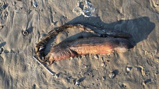 A mysterious sea creature washed ashore in Texas City, Texas, after Hurricane Harvey. It was later identified as likely to be Aplatophis chauliodus, the fangtooth snake-eel or “tusky” eel.
