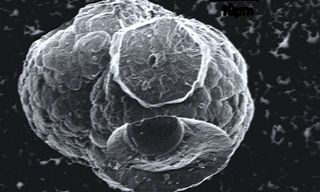 Researchers have found microscopic life in tiny bubbles within "flammable ice."