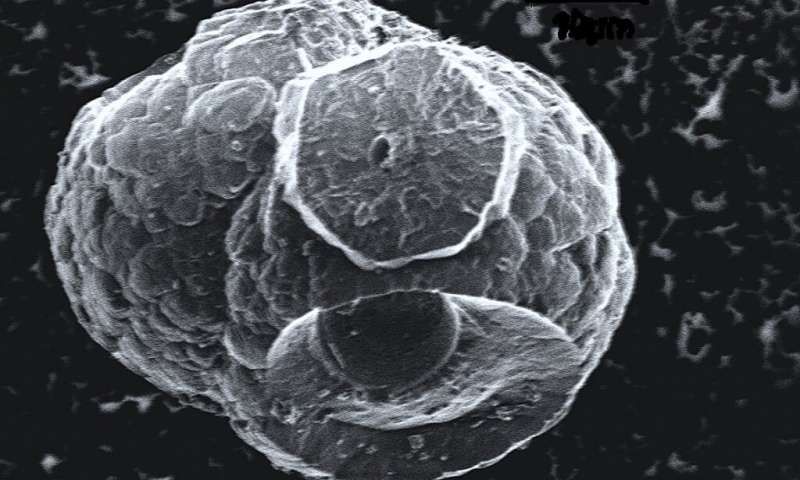 Researchers have found microscopic life in tiny bubbles within &quot;flammable ice.&quot;