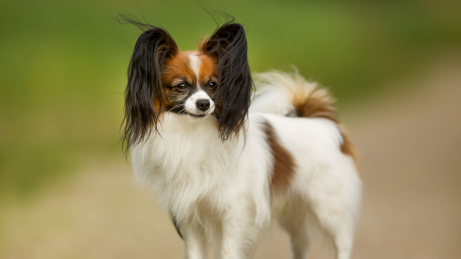 Papillon