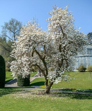 Identifying-british-trees-Yulan-Magnolia-Alamy