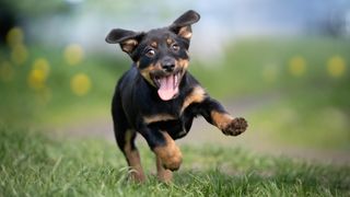 Puppy running over grass