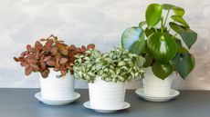 group of small indoor plants in white pots