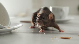 A rat in a kitchen next to plates and crumbs