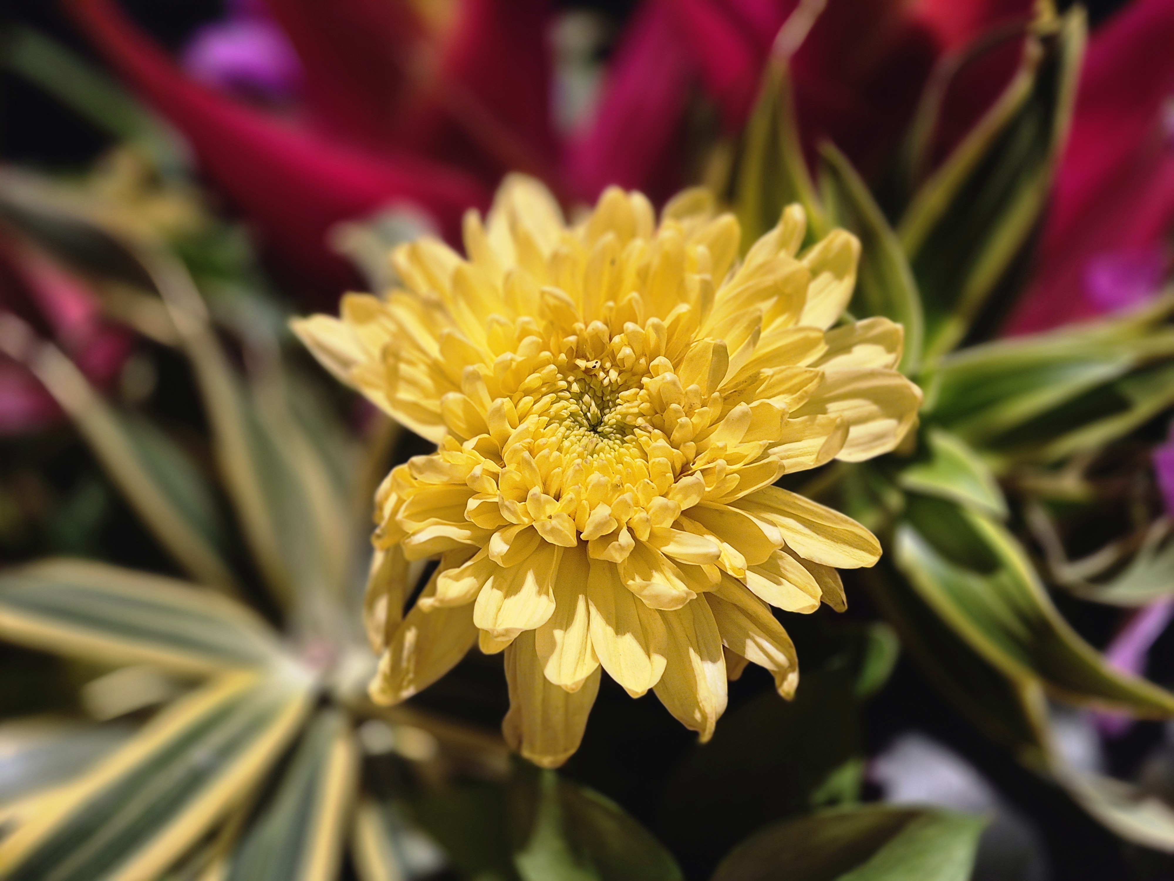 Camera sample captured on the Samsung Galaxy S25 FE