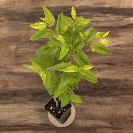 Microstarts Live Jujube Ga-866 - 2 Trees in Nursery Pots
