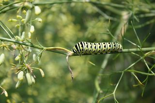 Banded black and yellow caterpillar