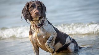 English springer spaniel in the sea