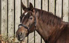 Founder broodmare of the Headmore Stud, Rubinsteena