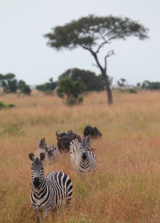 Masai Mara National Reserve, Kenya