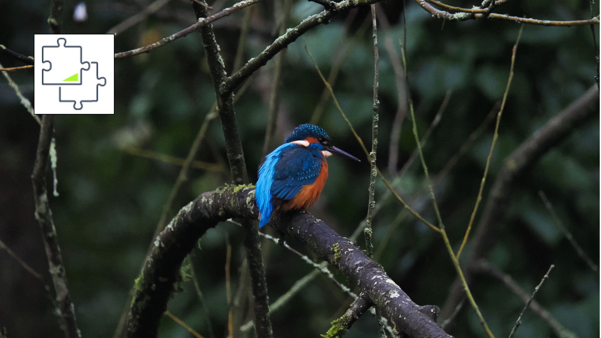 A photo showing Tom's Guide Moody Kingfisher jigsaw puzzle