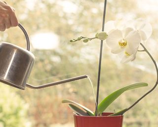 watering an white flowering orchid houseplant