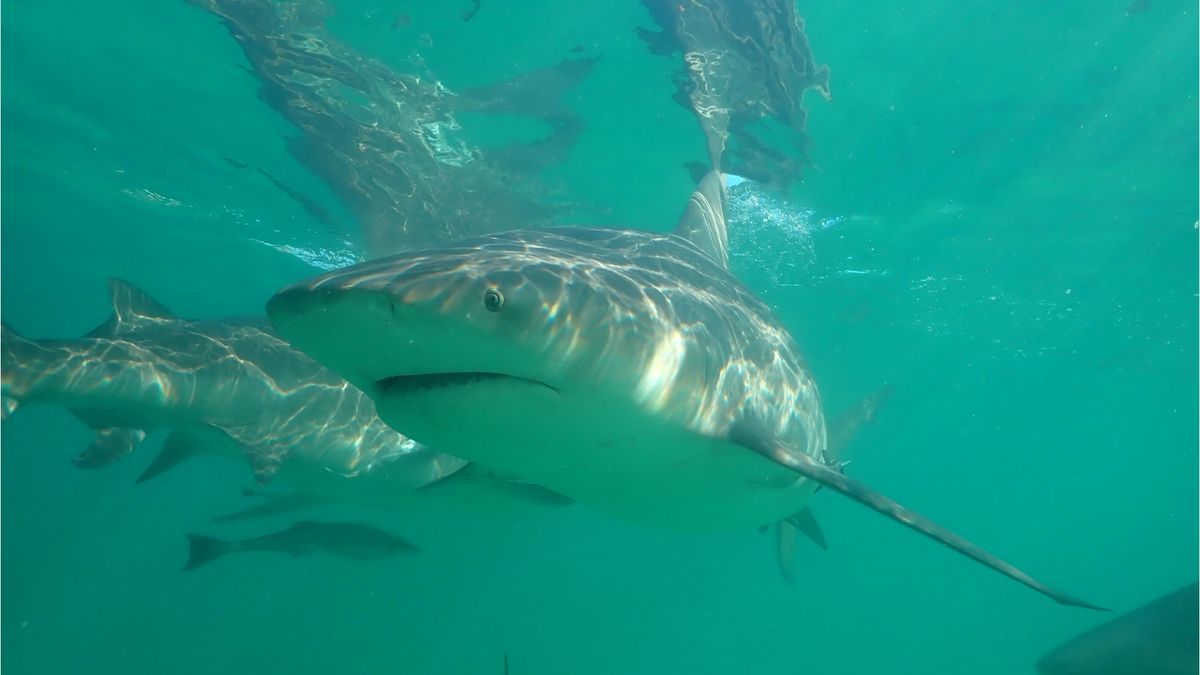 How to watch Shark Fest 2023 National Geographic’s month of shark