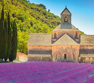 Provence lavender