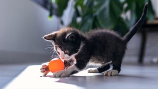 Black kitten playing with orange ball toy