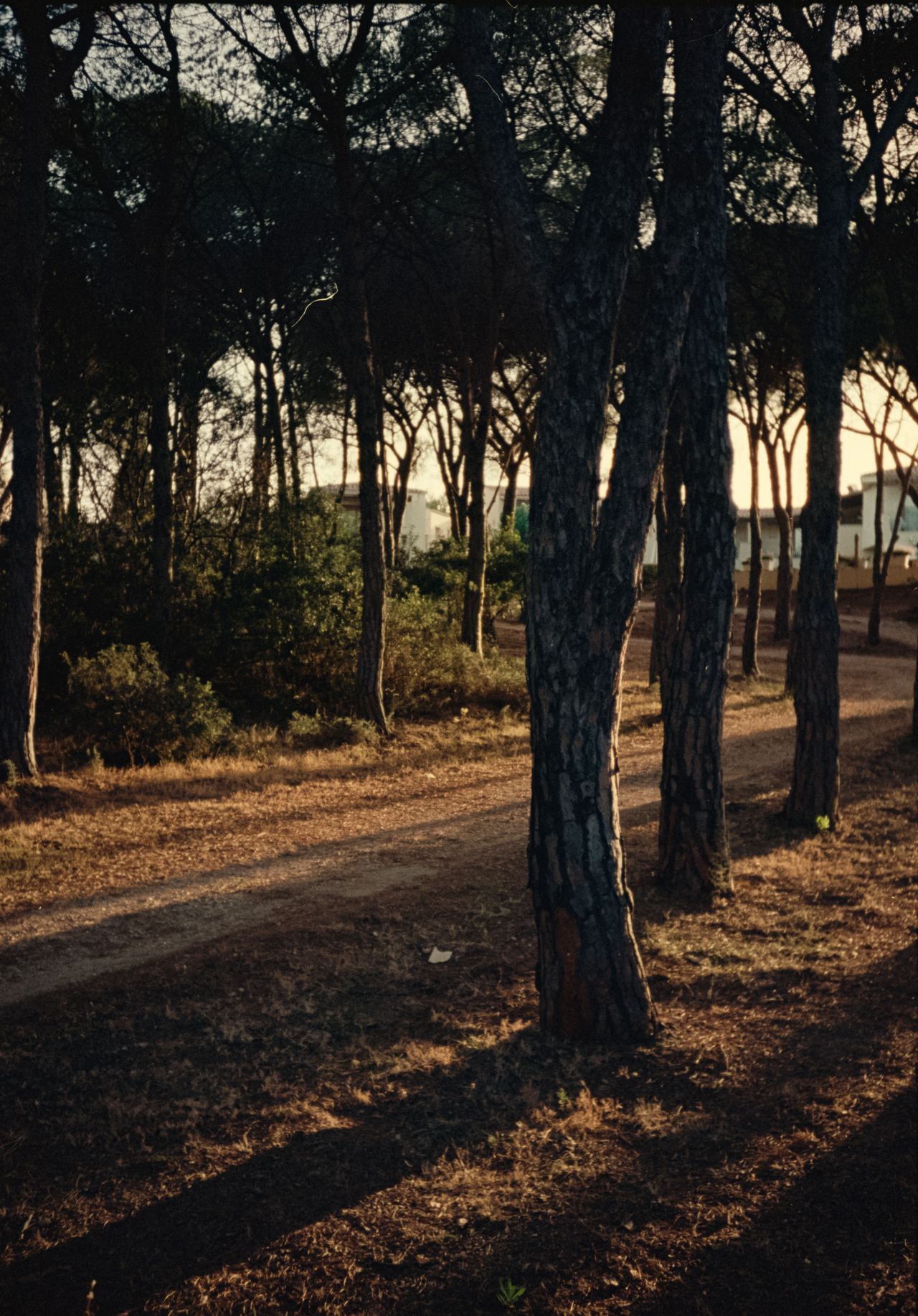 Sunset hitting the forest floor through trees