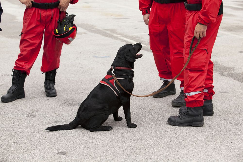 rescue dog