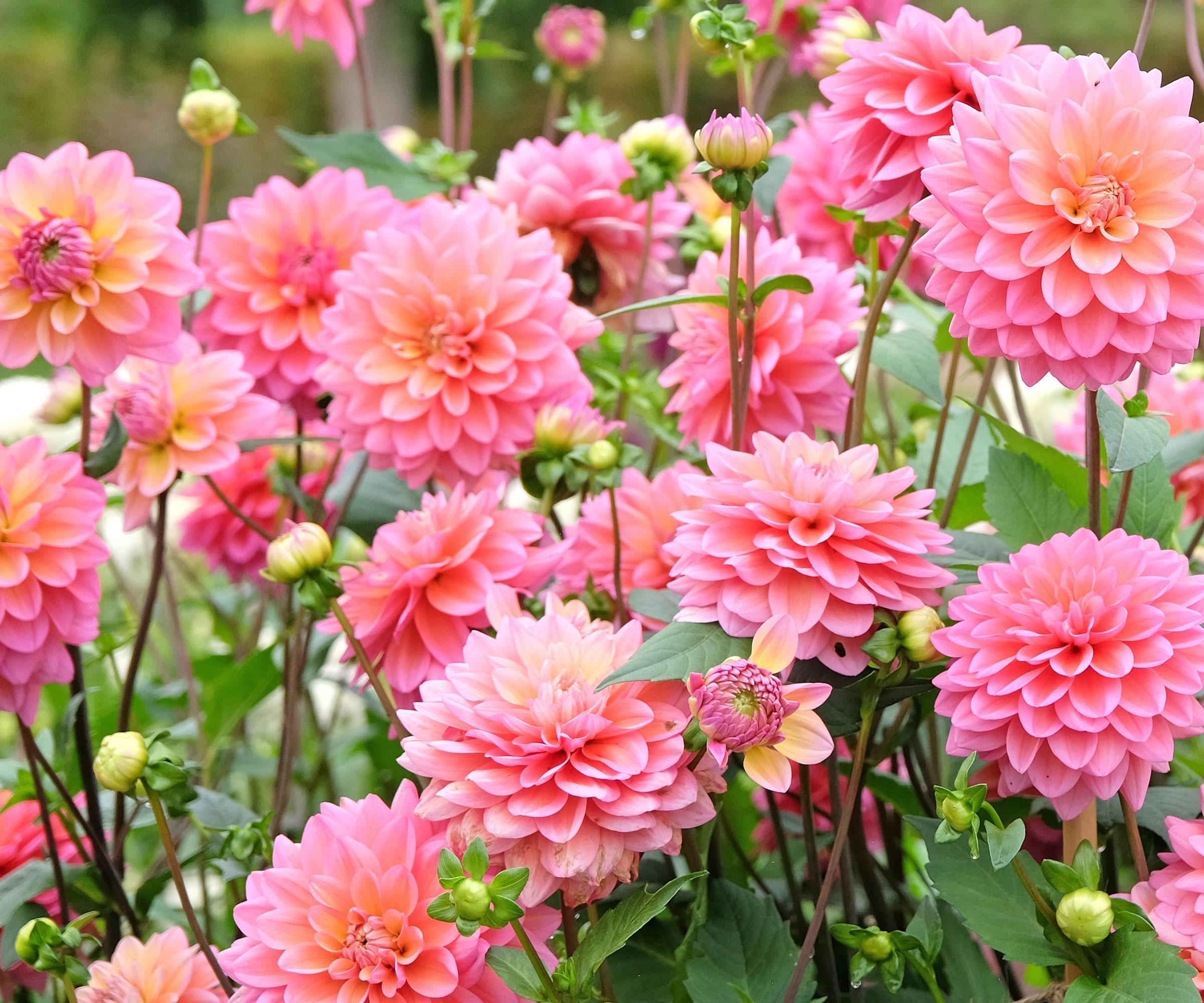 pink pompon ball dahlias in garden border