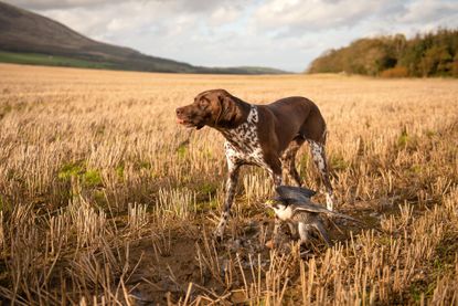 Kenzie the GSP with Hattie the peregrine falcon. Credit: Duncan Ireland / Shooting Times