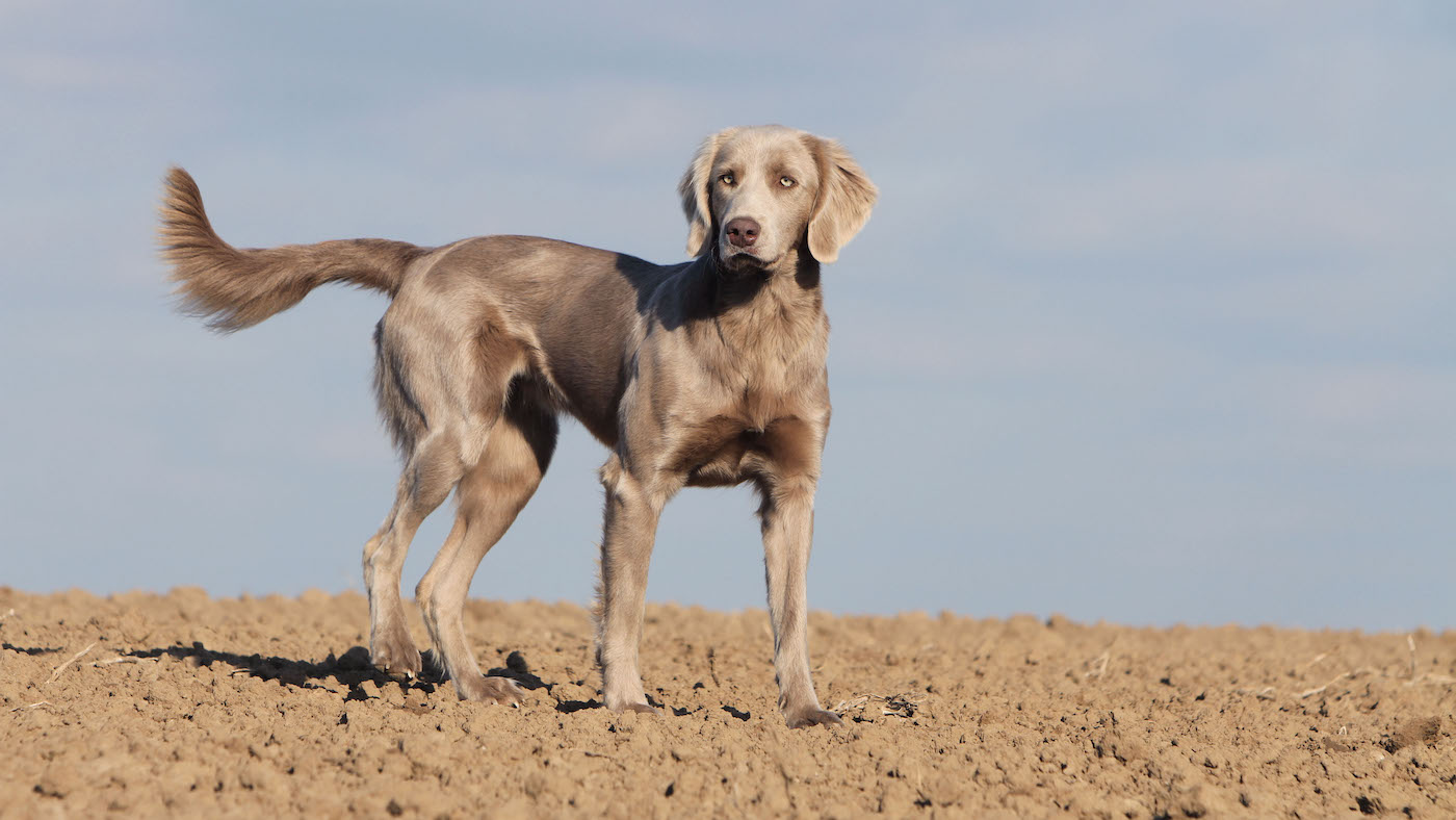 Long haired Weimaraner