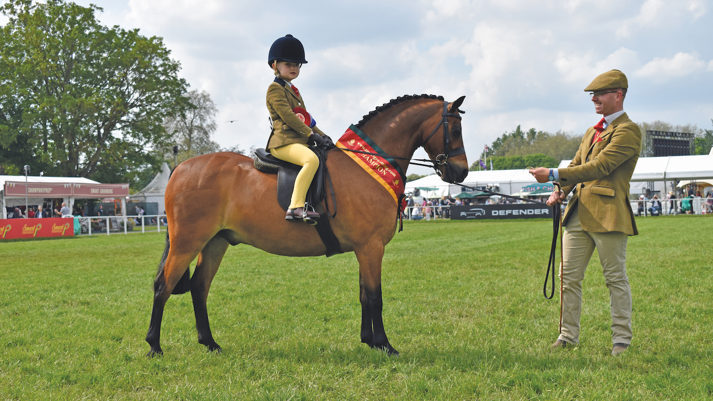 Newoak Midnight Blue - a well trained plaited pony