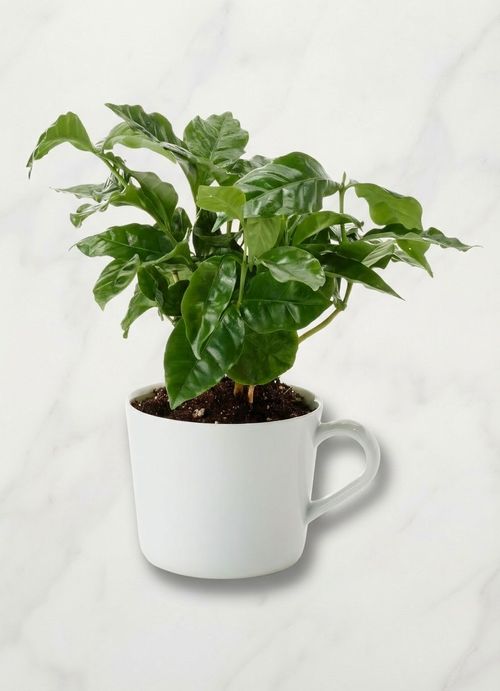 Bladverk Potted Plant in Mug