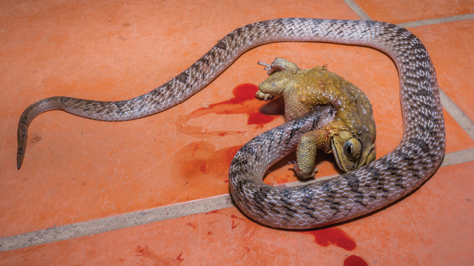 Eine Kukri-Schlange aus Vietnam durchbohrte zuerst diese giftige asiatische Erdkröte, steckte ihren Kopf tief in den Bauch der Amphibie und verschlang dann die Kröte im Ganzen.