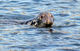 Grey seals