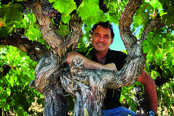 Miguel-Torre-Chile-winemaker-Eduardo-Jordan-with-one-seriously-old-Pais-vine-in-Bio-Bio.jpg