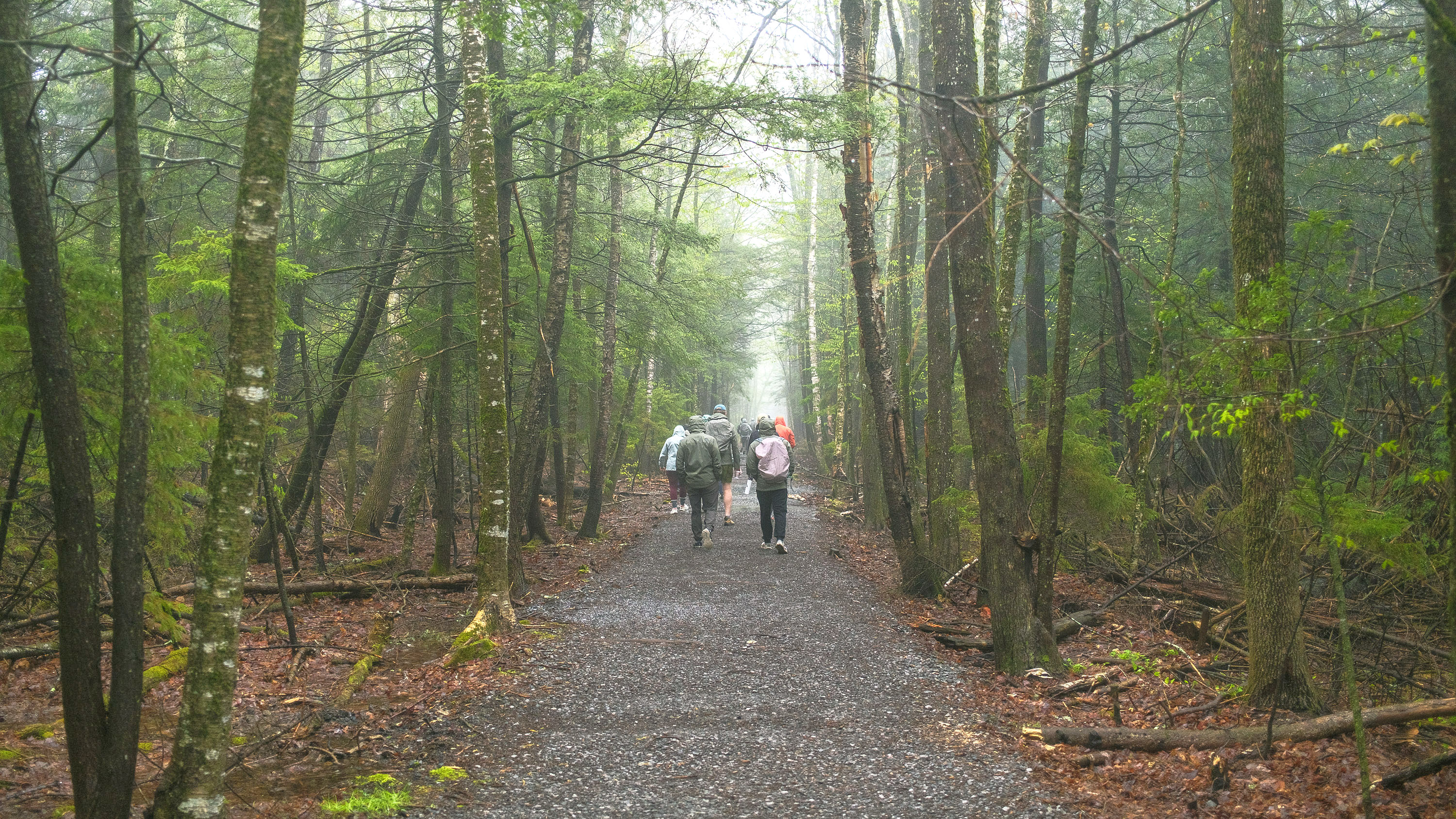 A group of hikers in the distance follow a trail through a dense forest