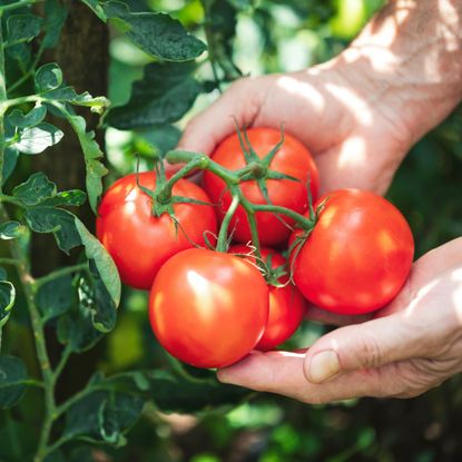 hands holding tomatoes on plant