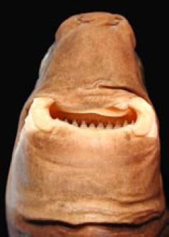 Head of a cookiecutter shark (Isistius brasiliensis).
