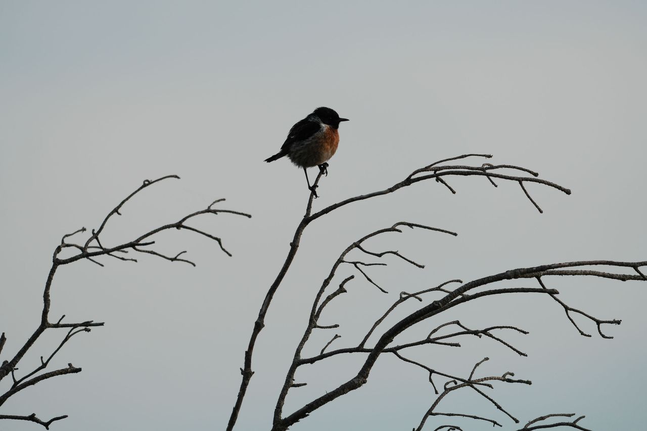 A stonechat perched on a branch in a nature reserve, photographed with a supertelephoto lens of a Sony camera