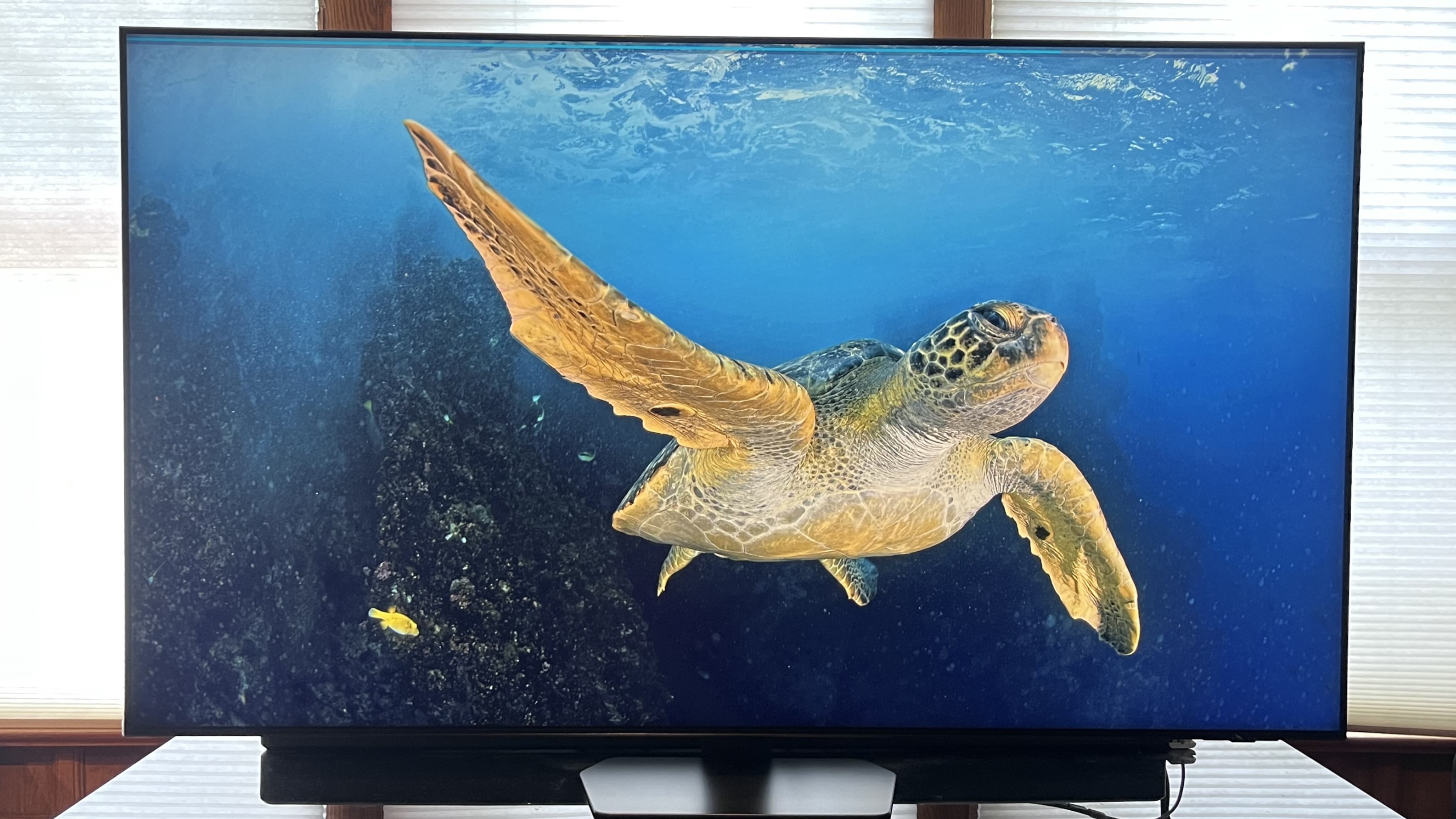 Samsung QN90F showing image of sea turtle swimming