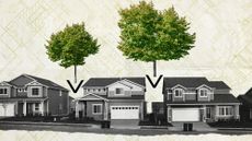 Photo collage of a row of suburban houses, with two linden trees inserted in between.