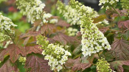 Oakleaf hydrangea with bronze-green leaves and white flowers