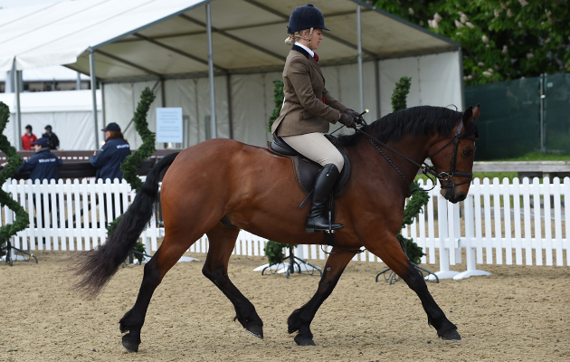 Amy Smith riding Laburnum Richard, Champion in the M&amp;amp;M Working Hunter Pony Championship during Saturday of the Royal Windsor Show, in the grounds of Windsor Castle in Windsor in the county of Berkshire, UK on 14th May 2016