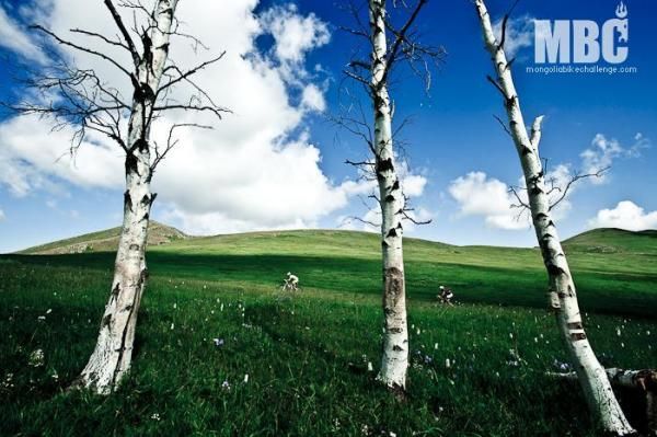 Trees were spotted on day 3
