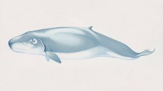 Kogia breviceps, pygmy sperm whale.