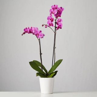 Pink moth orchid. Plants.com
