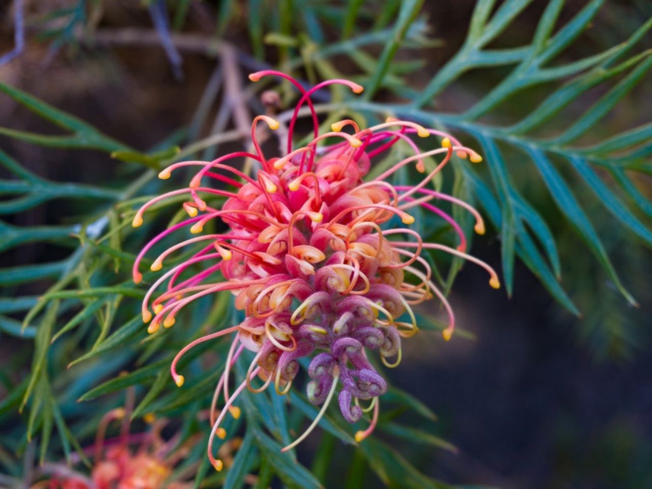 Colorful Grevillea Plants